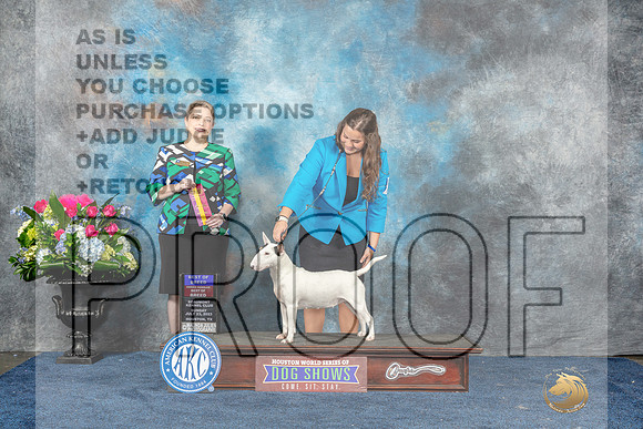 Miniature Bull Terrier #12 Sun BOB Judge Chrissy Brown Stone-MJP_7779_HSTN2023-HR3
