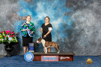 Miniature Bull Terrier #9 Sun BOW Judge Crissy Brown Stone r