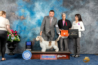 PBGV #5 Sun G1 Judge Anne Gallant