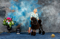 Poodle Std #33 Sun G4 Judge Ken Levison