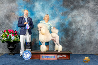 Poodle Std #35 Sun BOW Judge Ken Levison