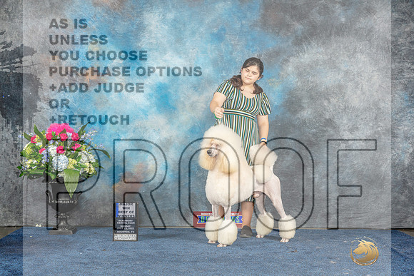 Poodle Std #35 Sun BOWWD Judge Ken Levison-MJP_8304_HSTN2023-HR3
