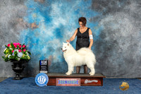 Samoyed #16 Sun BOWWB  Judge Cheryl Patterson