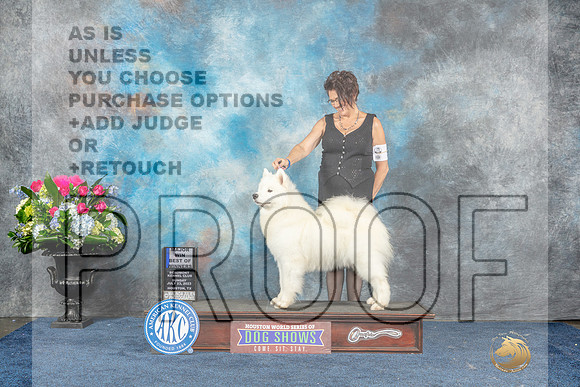Samoyed #16 Sun BOWWB  Judge Cheryl Patterson-MJP_7839_HSTN2023-HR3