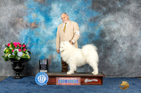 Samoyed #19 Sun SDM Judge Cheryl Patterson