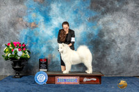 Samoyed #22 Sun BOS  Judge Cheryl Patterson