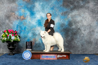 Samoyed #22 Sun OHG2 Judge Lydia Hutchinson