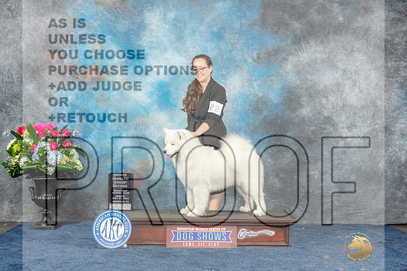 Samoyed #22 Sun OHG2 Judge Lydia Hutchinson-MJP_8166_HSTN2023-HR3