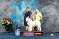 Samoyed #23 Sun WDMCH Judge Cheryl Patterson
