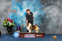 Shetland Sheepdog #17 Sun BOBOHBOB Judge Lydia Hutchinson