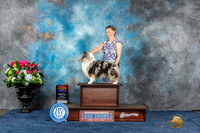 Shetland Sheepdog #48 Sun BOWBOSCh Judge Lydia Hutchinson