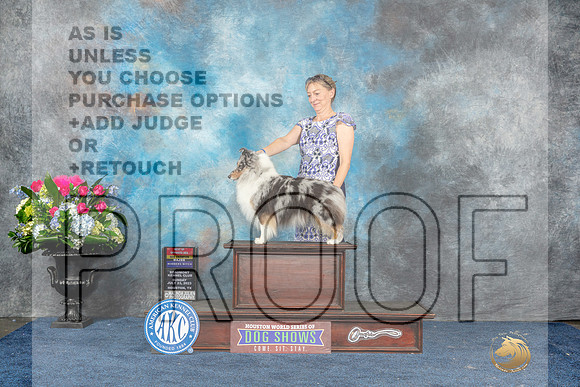 Shetland Sheepdog #48 Sun BOWBOSCh Judge Lydia Hutchinson-MJP_7759_HSTN2023-HR3