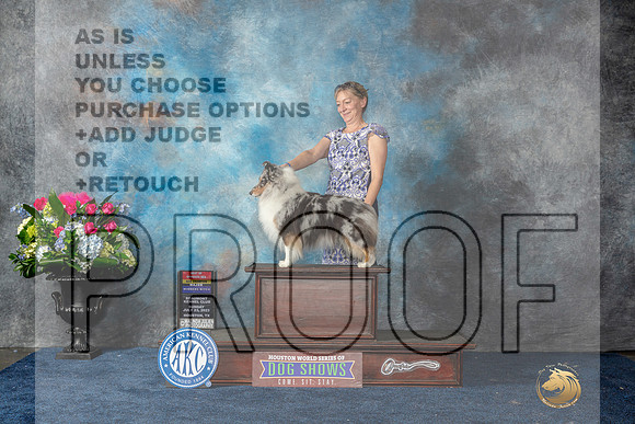 Shetland Sheepdog #48 Sun BOWBOSCh Judge Lydia Hutchinson-MJP_7760_HSTN2023-HR3