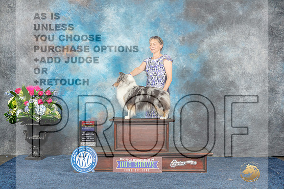 Shetland Sheepdog #48 Sun BOWBOSCh Judge Lydia Hutchinson-MJP_7764_HSTN2023-HR3
