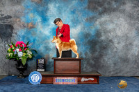 Shiba Inu #16 Sun BOBM Judge Anne Gallant