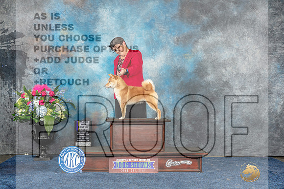 Shiba Inu #16 Sun BOBM Judge Anne Gallant-MJP_8268_HSTN2023-HR3