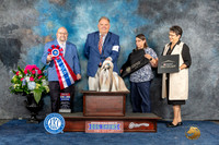 Shih Tzu #7 Sun BIS Judge Ray Filburn Jr