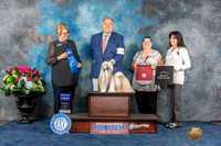 Shih Tzu #7 Sun G1 Judge Cindy Lane