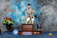 Smooth Fox Terrier #11 Sat WD Judge Pat Trotter