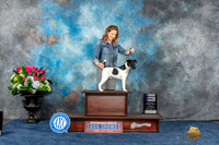 Smooth Fox Terrier #11 Sun WD Judge Cindy Lane