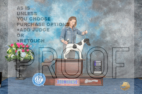 Smooth Fox Terrier #11 Sun WD Judge Cindy Lane-MJP_7639_HSTN2023-HR3