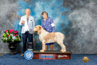 Spinone Italiano #7 Sun Judge Dr Eric Liebes