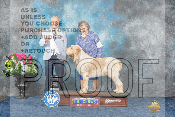 Spinone Italiano #7 Sun Judge Dr Eric Liebes-MJP_7945_HSTN2023-HR3