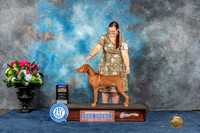 Vizsla #38 Sun BOB Judge Pat Trotter