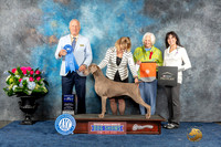 Weimaraner #10 Sun G1 Judge Dr Eric Liebes
