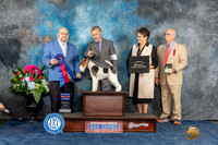 Wirehaired Fox Terrier #19 RBIS Judge Ray Filburn Jr