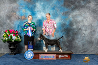 Bull Terrier Colored #20 Sun BOWM Judge Chrissy Brown Stone