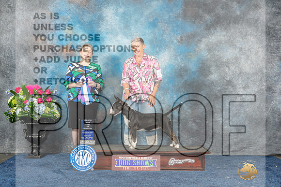 Bull Terrier Colored #20 Sun BOWM Judge Chrissy Brown Stone-MJP_7768_HSTN2023-HR3