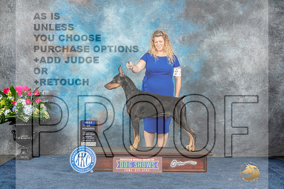 Doberman Pinscher #21 Sun BOW Judge Del Richards-MJP_7729_HSTN2023-HR3