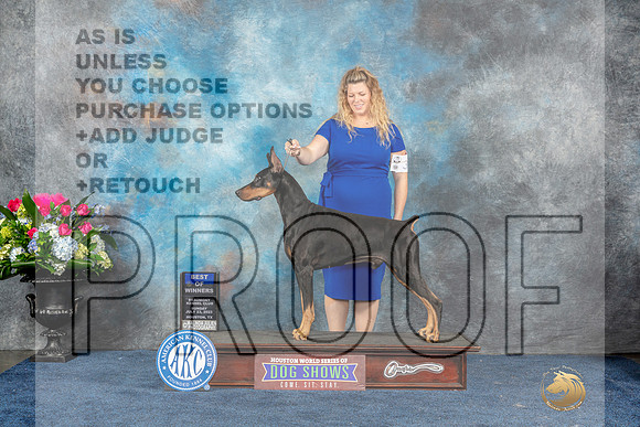 Doberman Pinscher #21 Sun BOW Judge Del Richards-MJP_7731_HSTN2023-HR3
