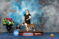 Miniature Bull Terrier #9 Sun WBBOW Judge Crissy Brown Stone