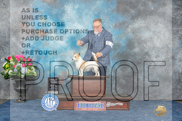 Portuguese Podengo Pequeno #6 G3 Judge Anne Gallant-MJP_8206_HSTN2023-HR3