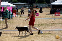 *Ringside Longview WA 2024 Alaska Klee Kai #420
