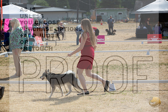 Ringside Longview WA 2024 Alaska Klee Kai #420_JJL_3562_Longview WA_2024_HR3