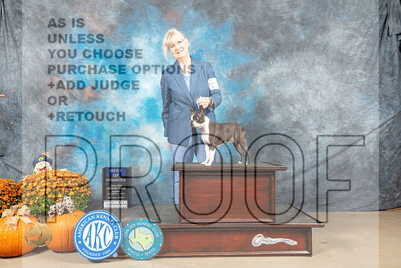 Boston Terrier #14 Sun BOW Judge Donnelle Richards_MJ_6286_Belton_2022_HR3