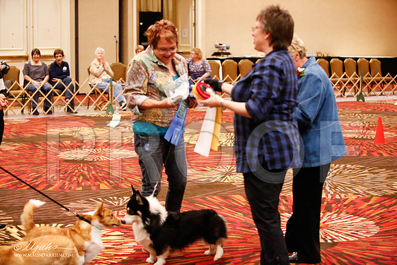 _JJ_7737-HstnCorgiFeb2015-HR3