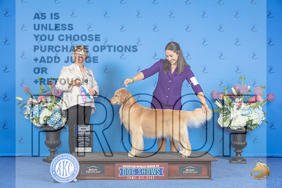 Golden Retriever #40 SUN WB BOW M Judge Sandra Lex__JP_0272_Houston_2024_HR3