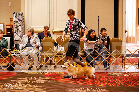 _JJ_9428-HstnCorgiFeb2015-HR3