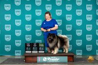 Keeshond #470 Top10F G3 Judge Deb Allen TDG1 Judge Tracie Karsjens