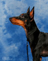 Manchester Terrier Lew Olson Custom