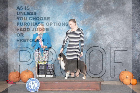 Miniature American Shepherd #14 Sat WBBOS NCH Judge Jan Paulk__JP_8667_Humble_2024_HR3