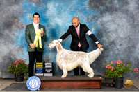 English Setter #5 Sun G3 CH Judge Victor Rosado