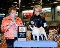 Pug #14 Sat BOS Maj