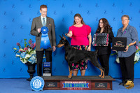 Doberman #46 FRI G1 Judge Ronald Freeman