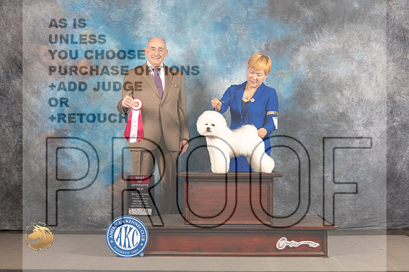 Bichon Frise #26 WED BOS Judge Joe Walton_MJ_2715_Houston_2022_HR3