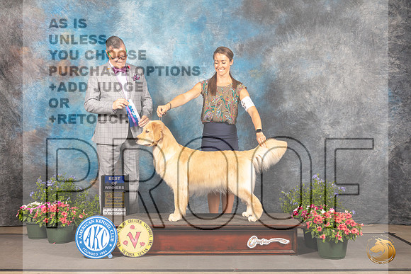 Golden Retriever #56 Thur BOW Judge Darryl Vice_MJ_0031_SA_2022_HR3